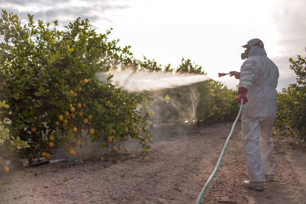 Best Termite Control Services  in Cordova, AL