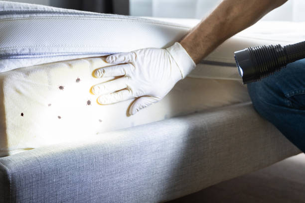 Best Flea Control Services  in Cordova, AL