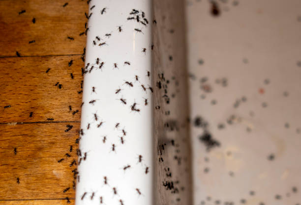 Best Local Pest Control Services  in Cordova, AL