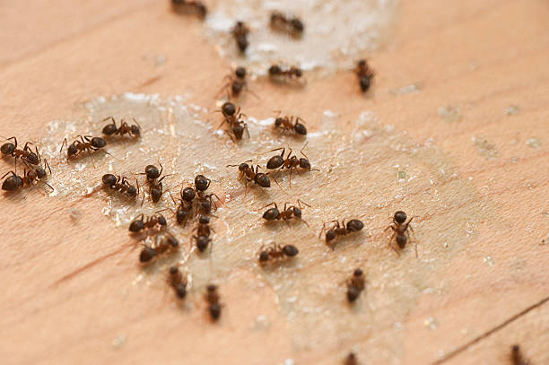 Best Bed Bug Extermination  in Cordova, AL