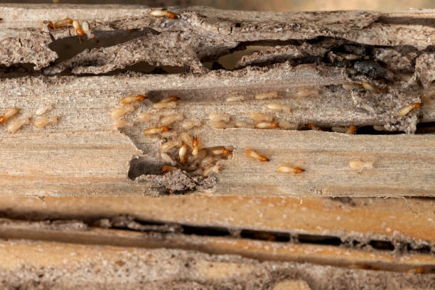 Best Insect Control  in Cordova, AL