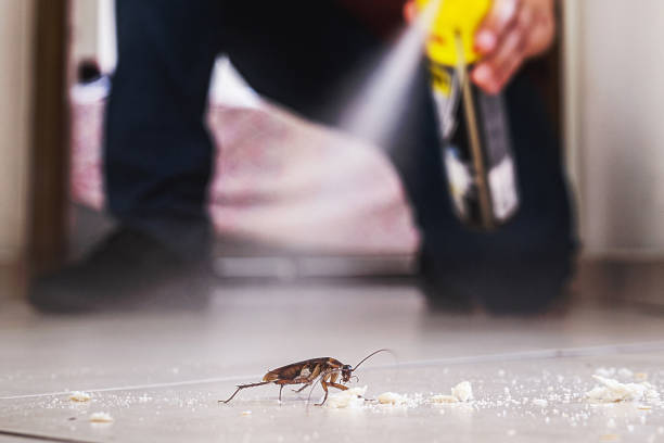 Best Mosquito Control Services  in Cordova, AL